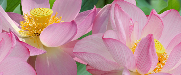 Декор Nenufary 25Х60 из коллекции Aster Cer-Rol